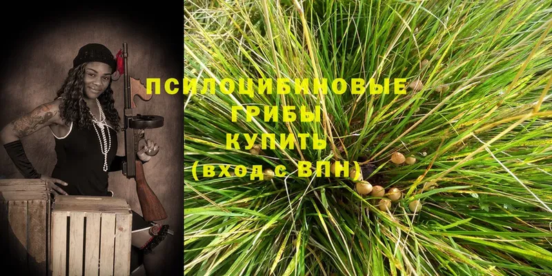 где продают   Анапа  Галлюциногенные грибы Psilocybe 